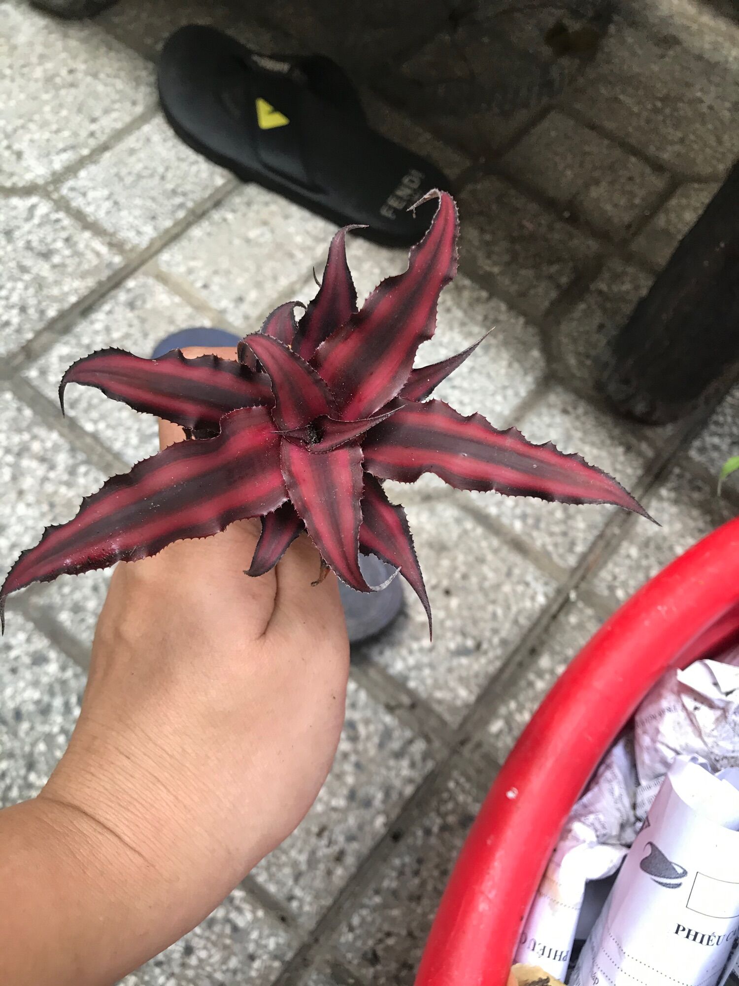 Cây dứa tiểu phụng-cây dứa màu cảnh