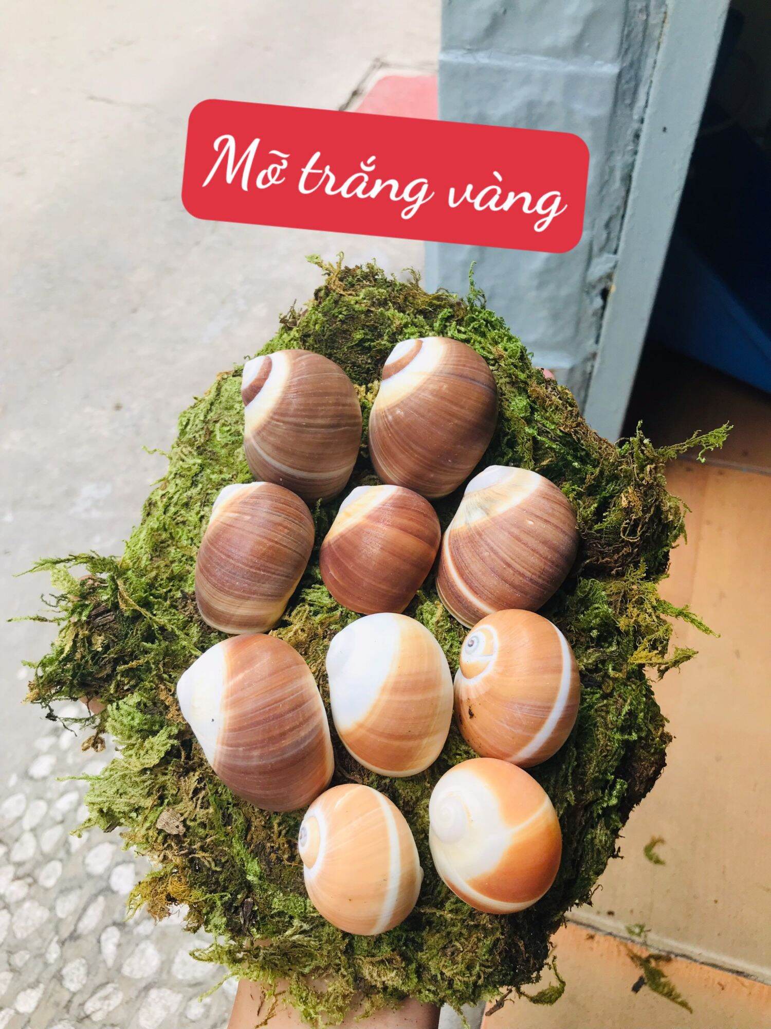 Vỏ Mỡ Trắng Vàng trang trí hồ cá, dùng cho ốc mượn hồn