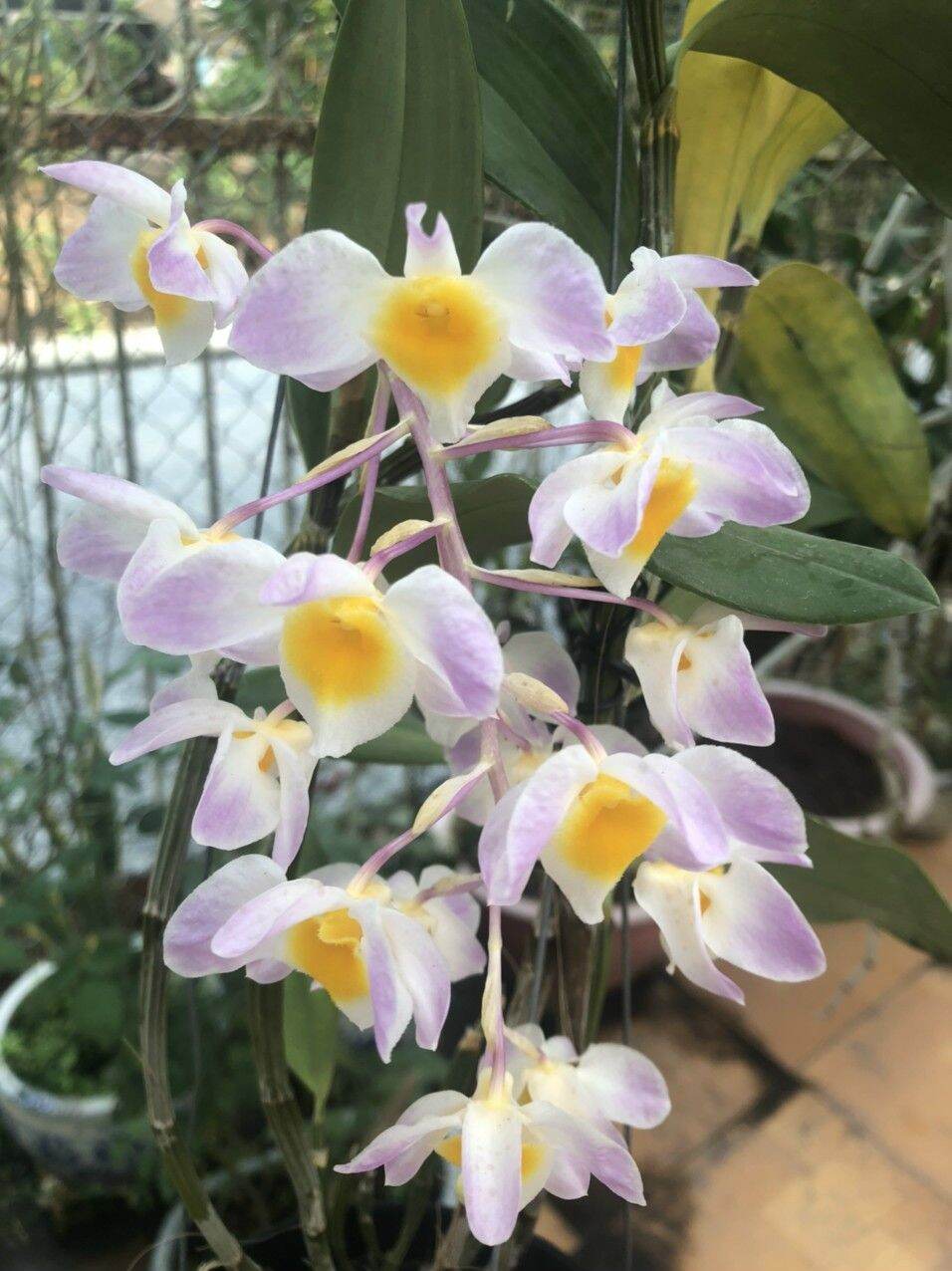 Kiều hồng Thái trưởng thành sắp hoa