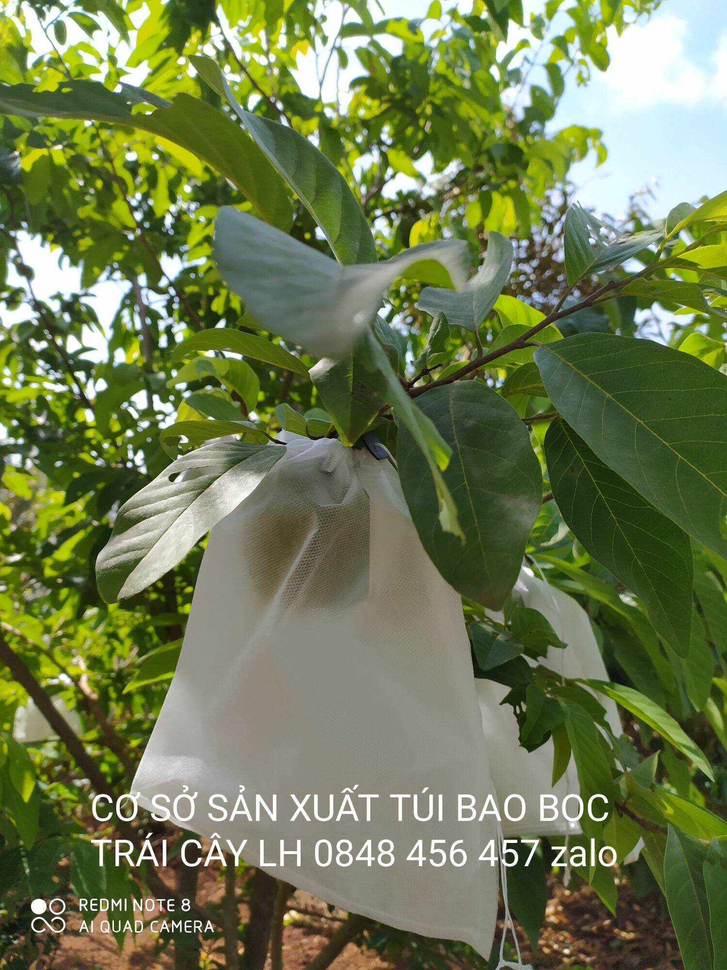 [ 20*25 ] 100 cái TÚI BAO BỌC NA THÁI.LÊ.BƠ.CAM..TÚI BAO BỌC TRÁI CÂY
