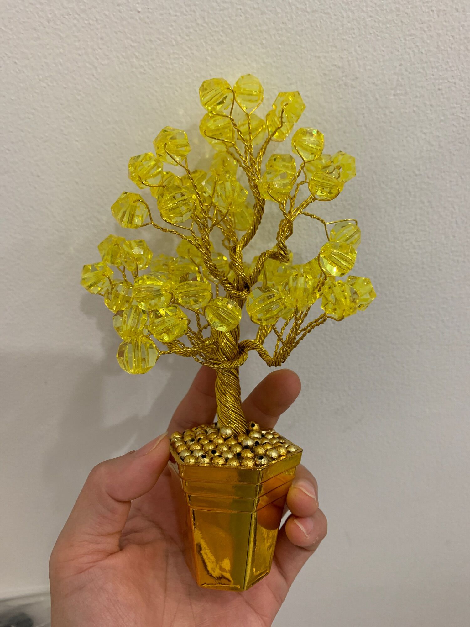 Cây kim tiền để thân tài cao 18cm