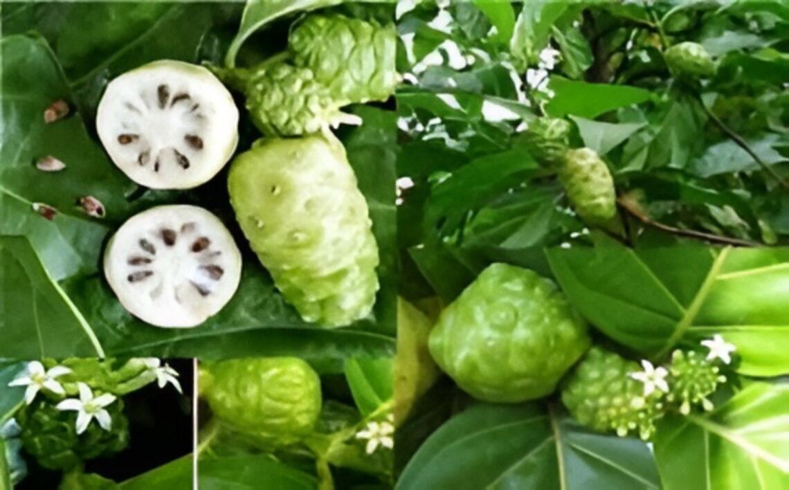 ( Chỉ Ship Miền nam )Trái Nhàu Tươi Xanh, combo 3Kg