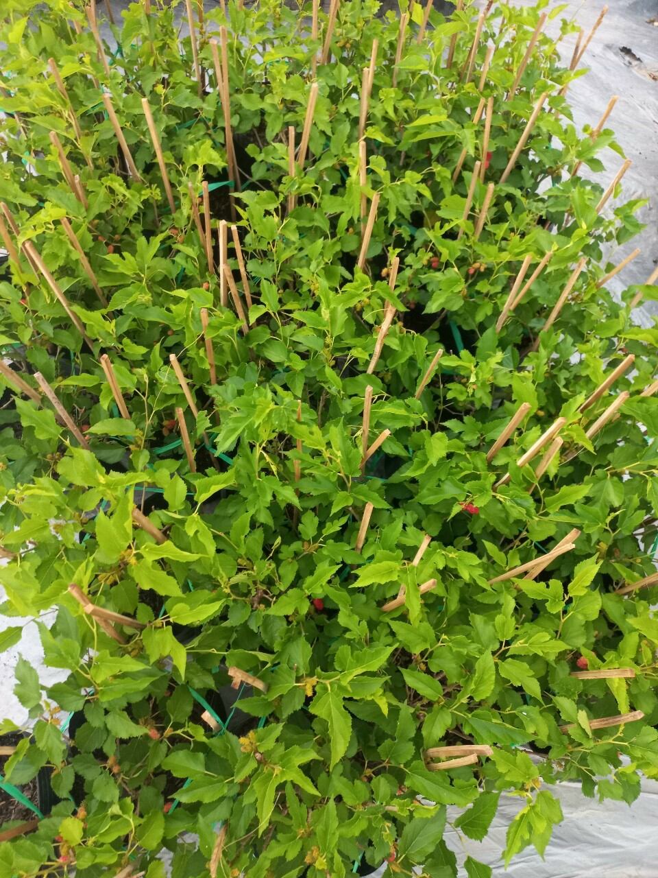 cây dâu tằm