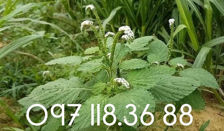Cây vòi voi phơi khô 1 ký