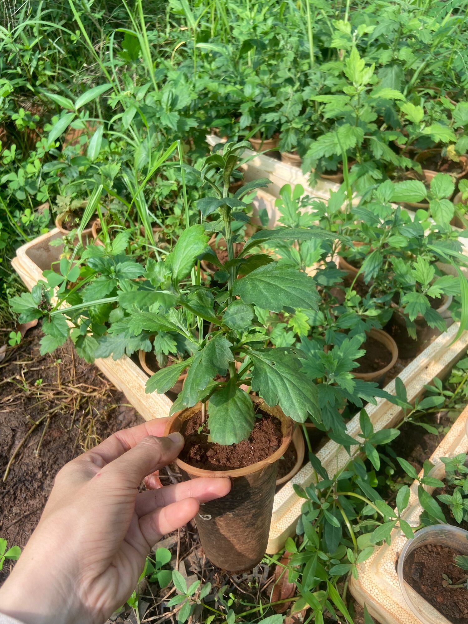 Cây cúc đổi màu