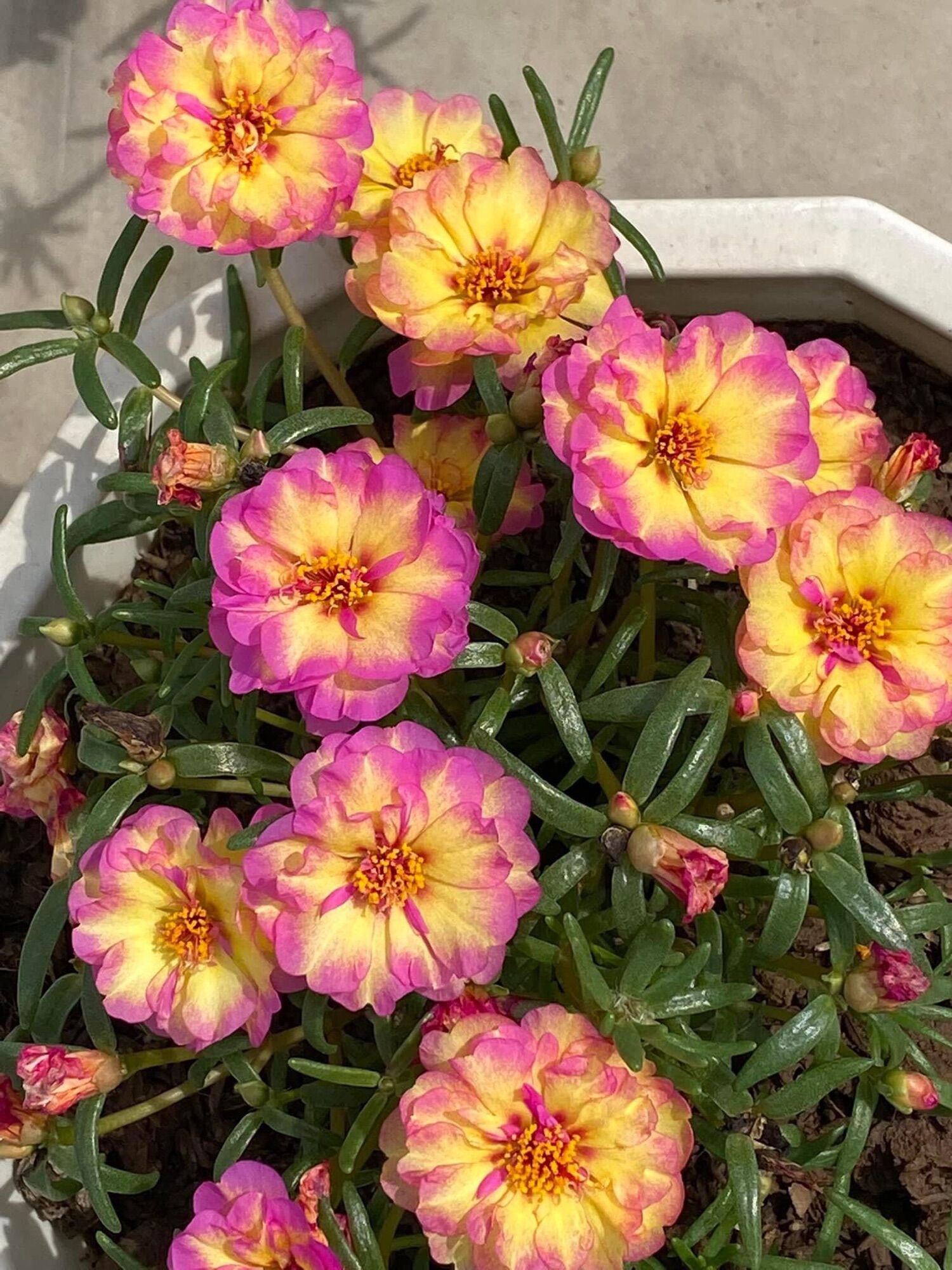 Hoa mười giờ kép mỹ(1 cây)