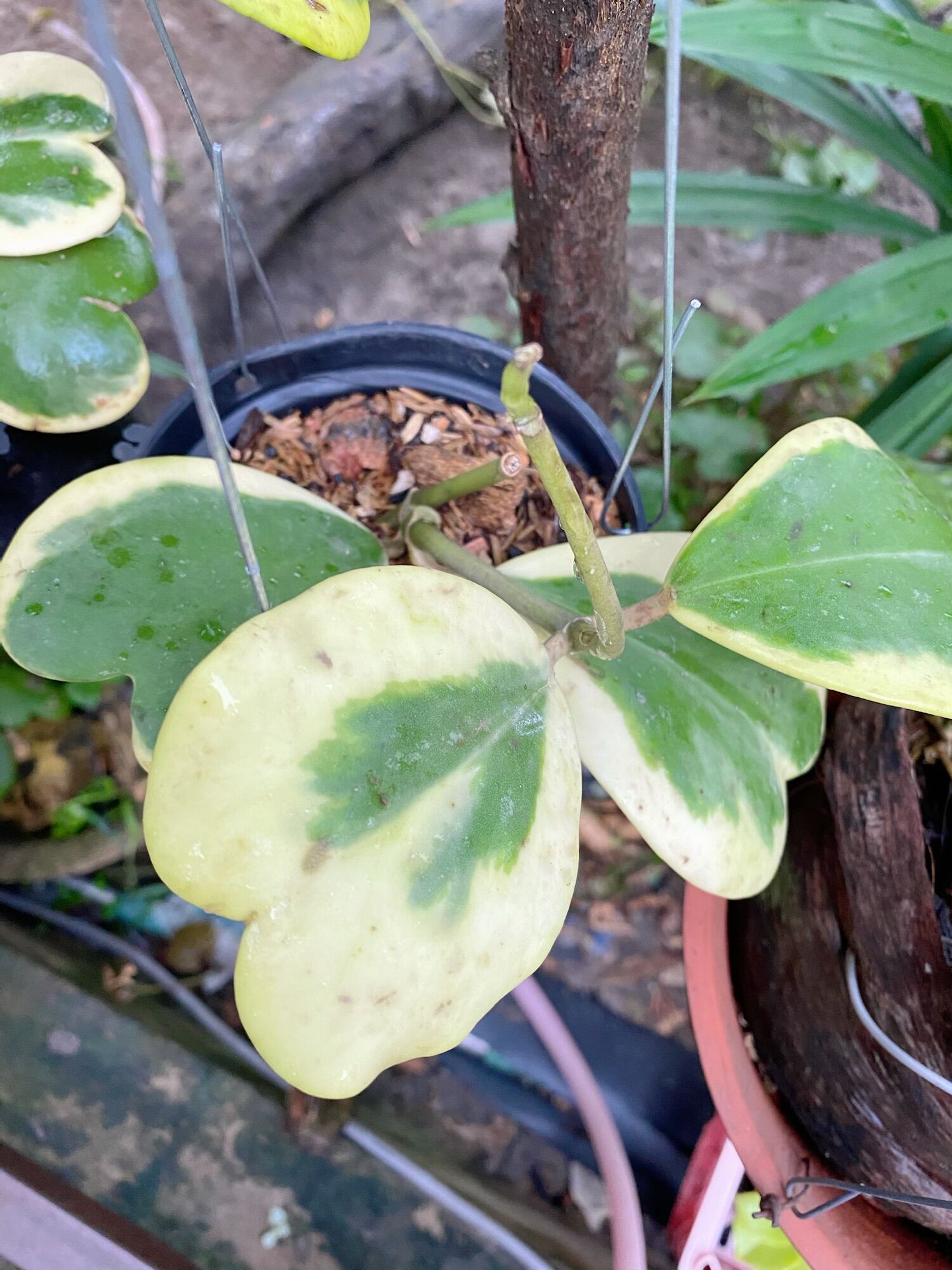 Cây lá tim rất đẹp ( Cẩm cù tim var giao gốc không bao gồm chậu )