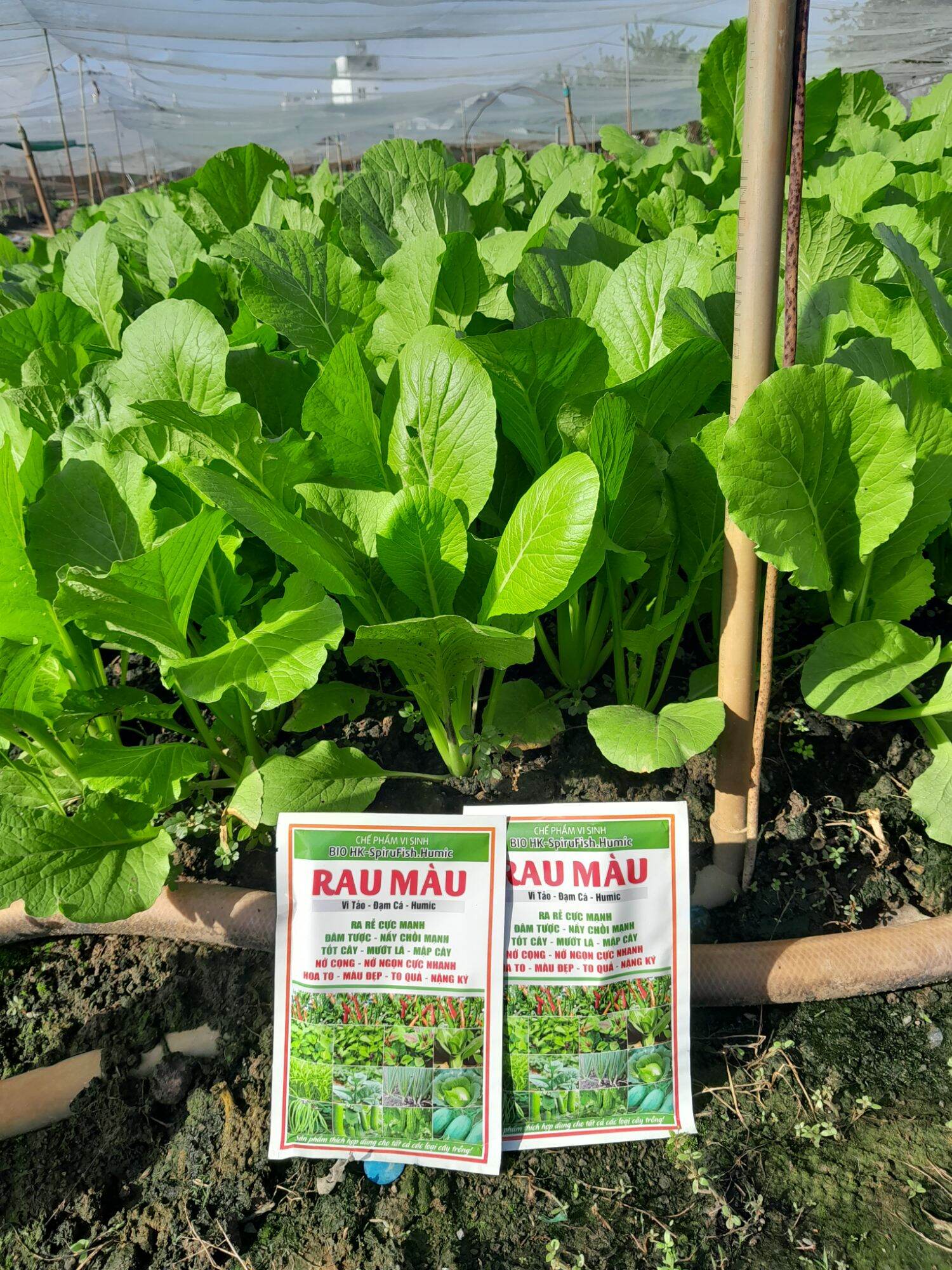 Đạm cá humic/Phân dưỡng cho rau màu/Phân bón rau (50ml)