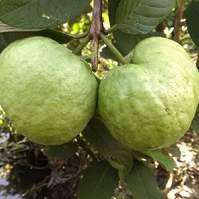 Cây ổi nữ hoàng, không hạt - chuẩn F1