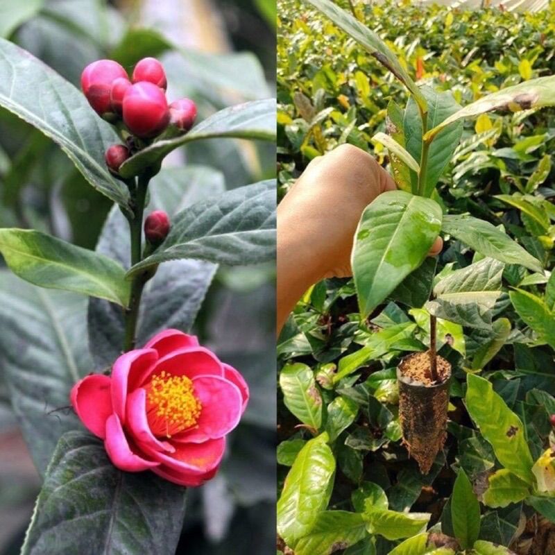 2 cây giống hoa hải đường