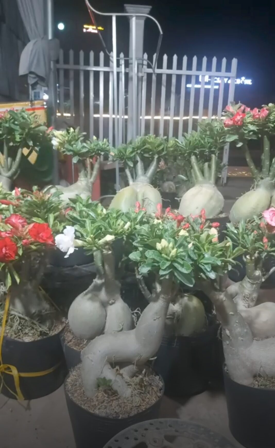Sứ Thái Ghép Cánh Kép