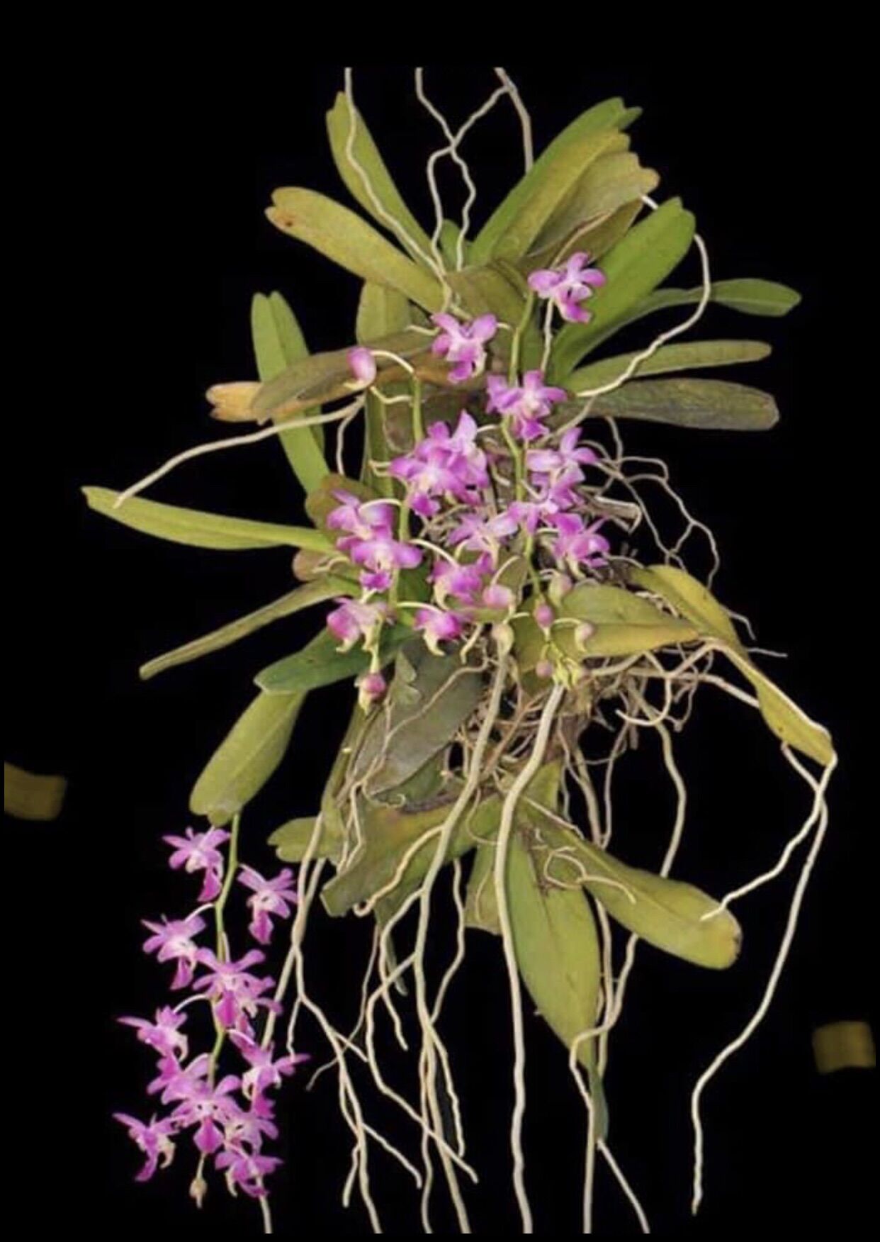 3 CÂY LAN RỪNG QUẾ TÍM (hoa thơm phức) BAO SỐNG