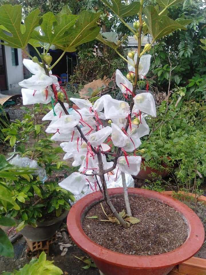 20 Túi bao trái sung mỹ vải von xin