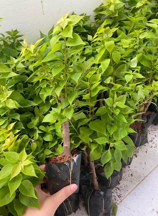 Cây giống hoa giấy - cây hoa giấy giống - hoa giấy mỹ giống - cây hoa giấy con - cây giấy con