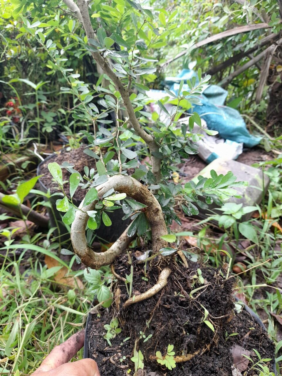 Bong Garden_Phôi Linh Sam Tím siêu bông_ uốn thân sẵn