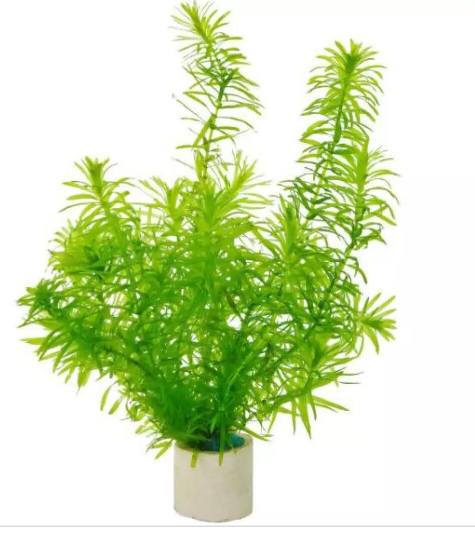 Rong thủy sinh-3 nhánh