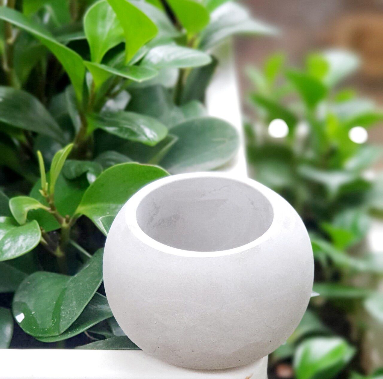 CHẬU TRỒNG SEN ĐÁ TRỒNG CÂY VINTAGE