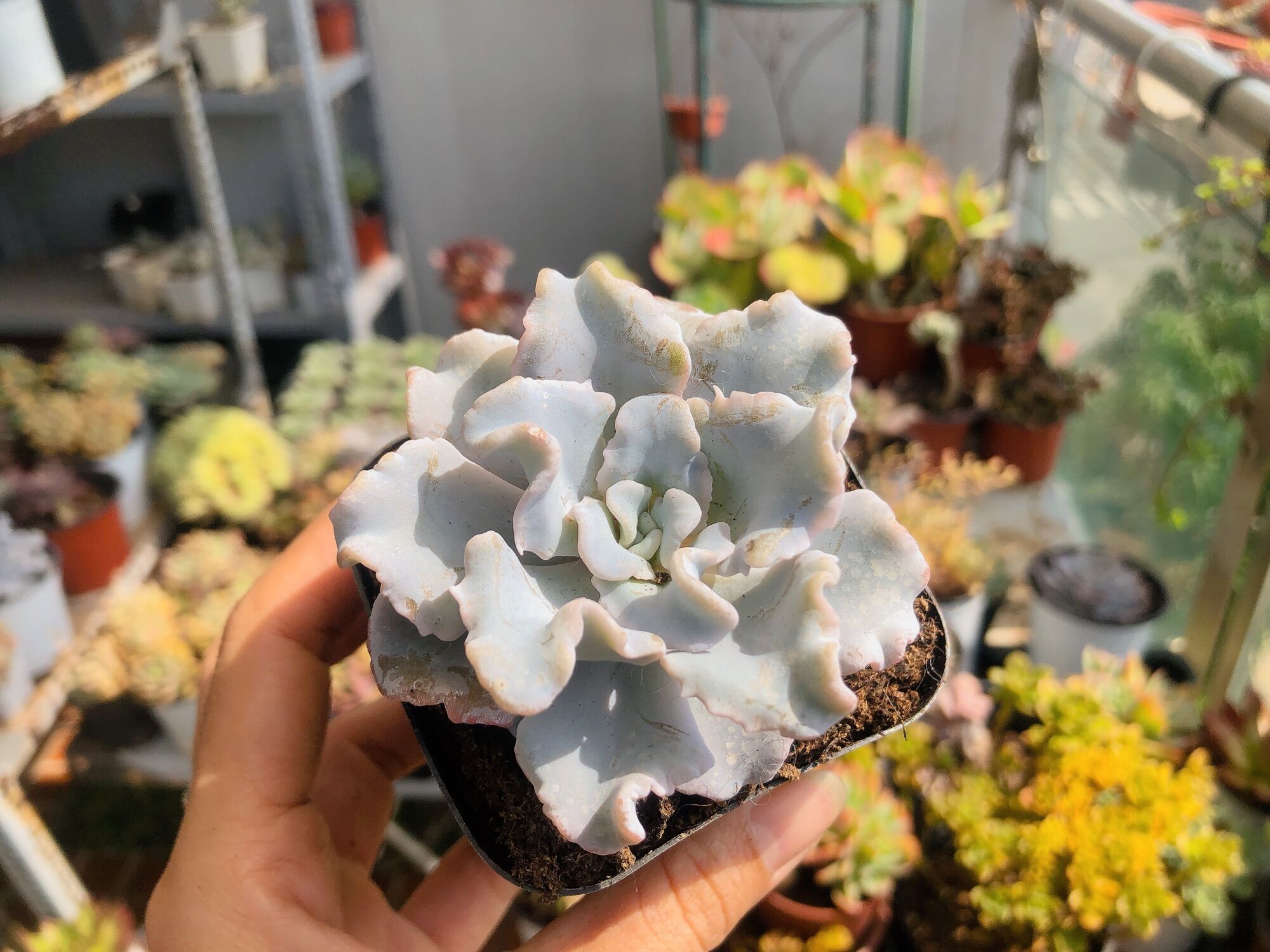 Sen đá beauty còn gọi Maliba trắng