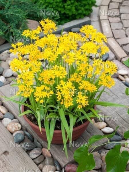 Củ hoa alium chơi Tết