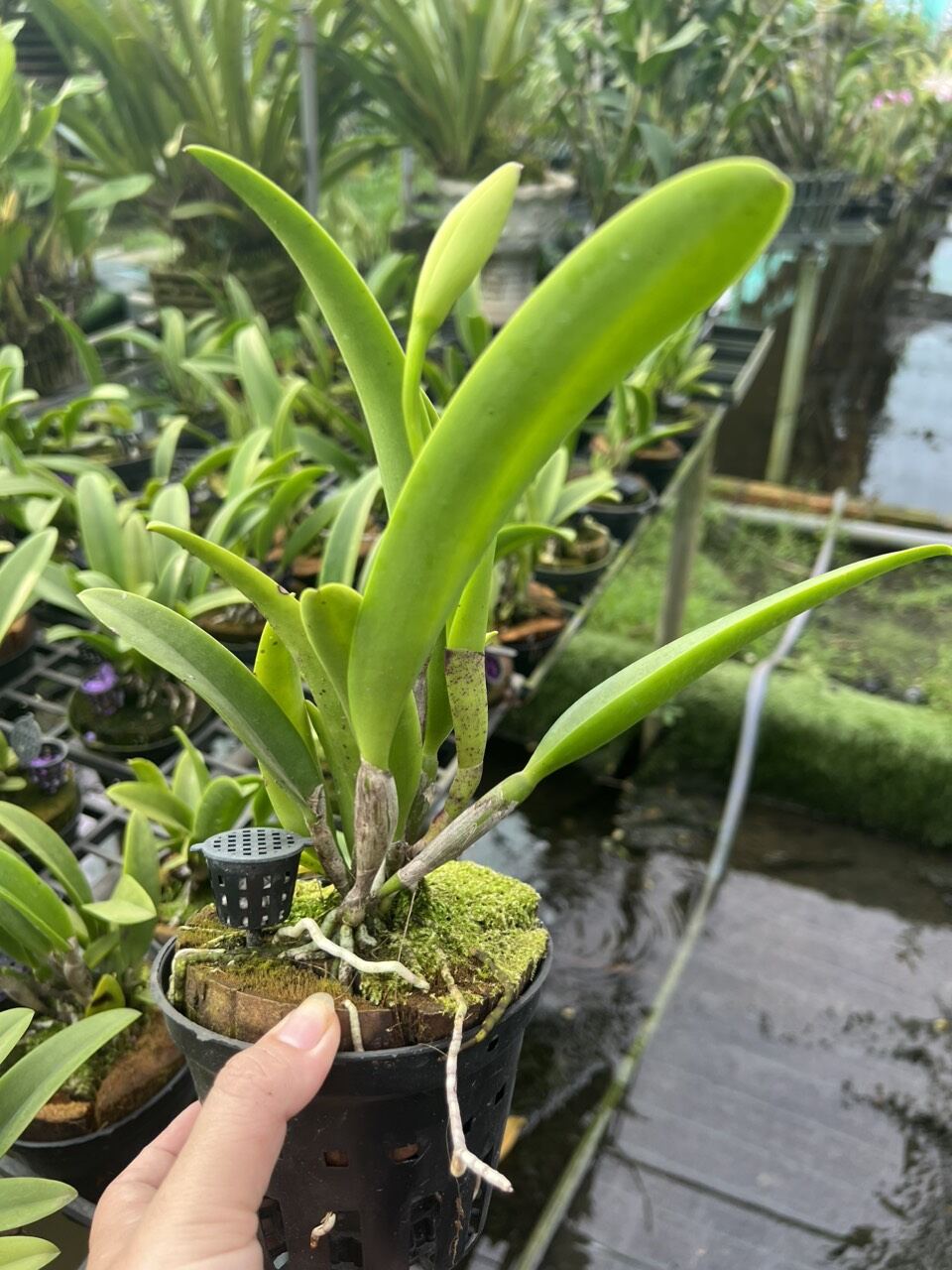 Hoa Lan Brass Hawaii thơm đang nụ đẹp