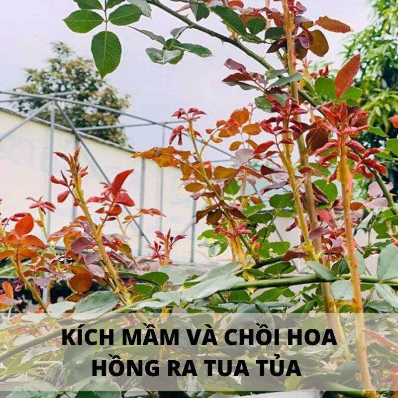 0Vua Rầy Rệp, Ruồi Vàng Furacol 25WP 15gr