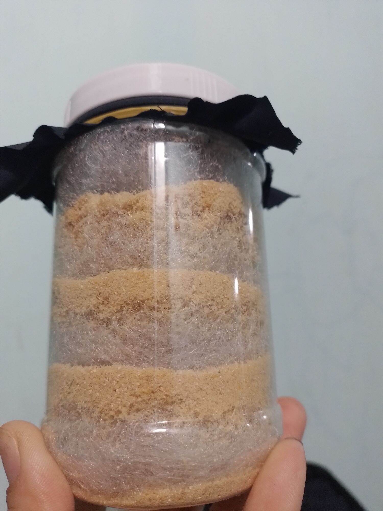 25g trứng ruồi lính đen