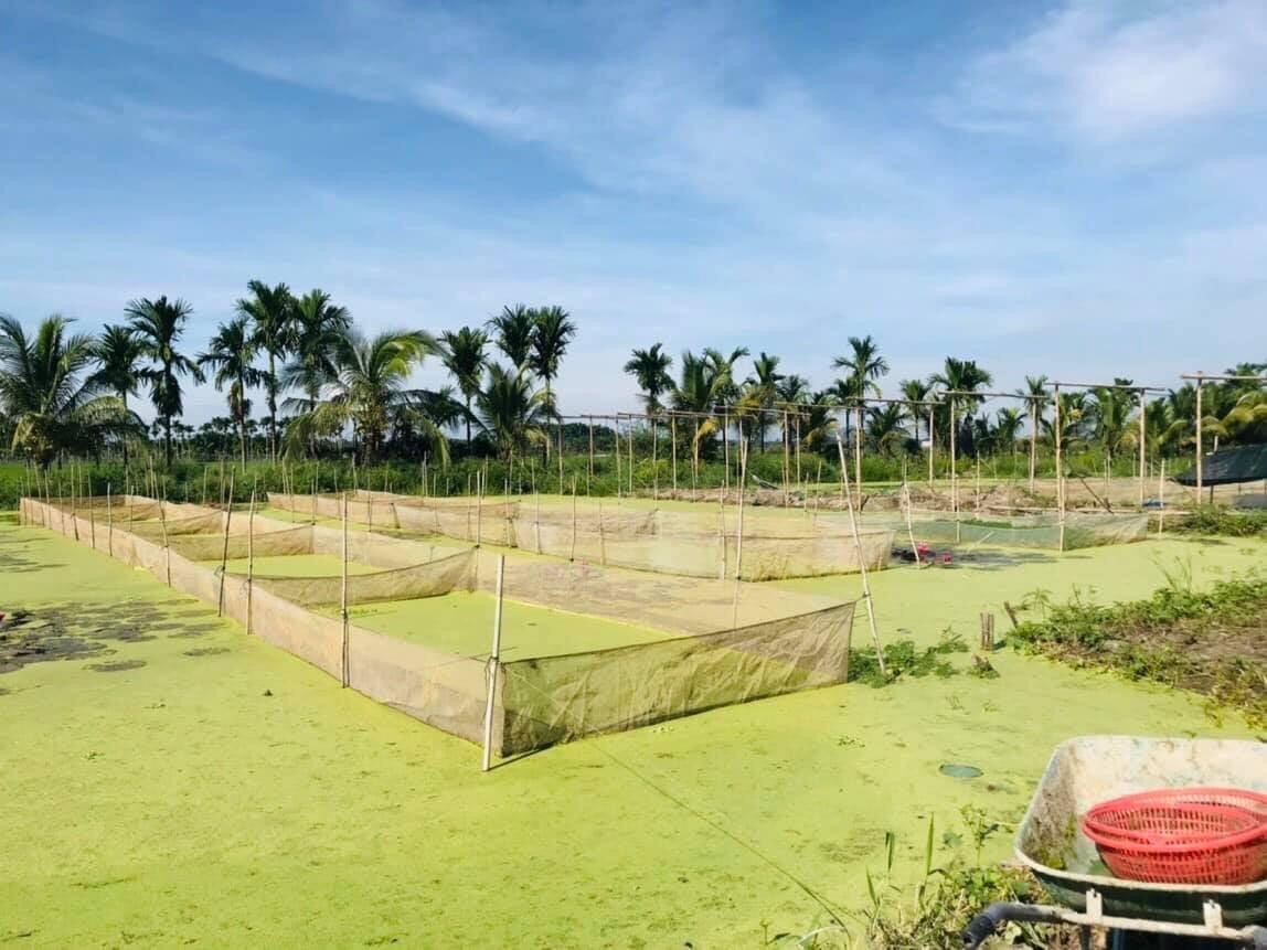 Tráng lồng vèo lưới  nuôi ốc ếch cá 6x3x1 ( loại 3li )