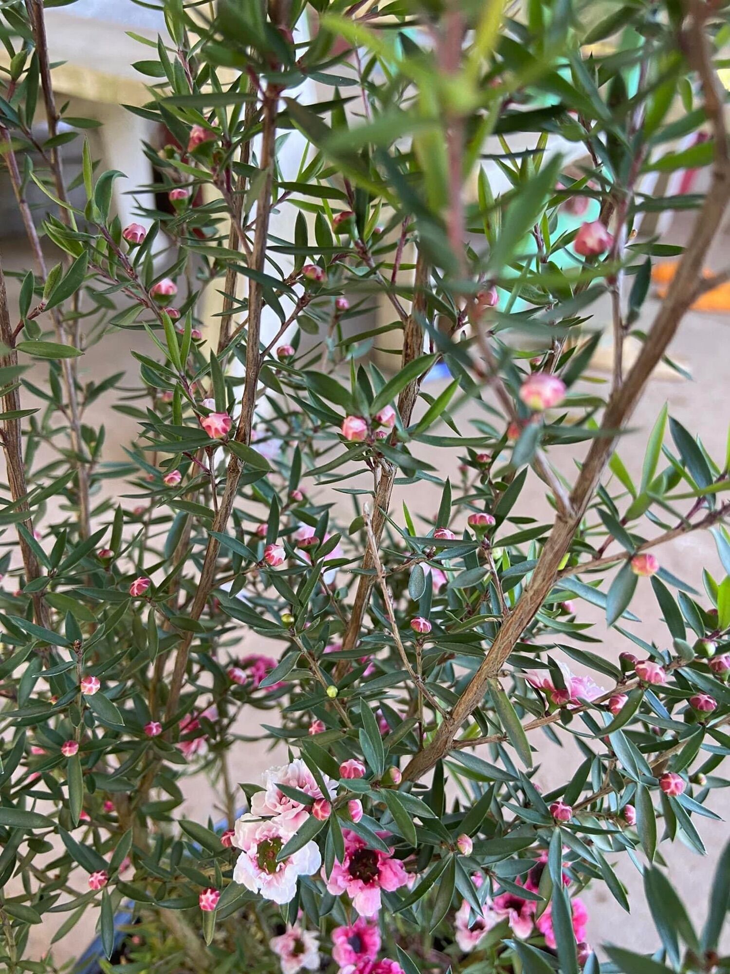 Cây tùng tuyết mai (nhất chi mai, hoa thanh liễu, bạch tuyết mai) - cao 40-60cm