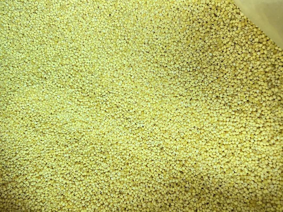 Hạt kê túi 1kg