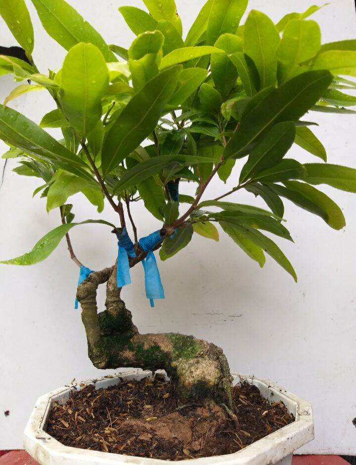 Mai Cúc Thọ Hương bonsai