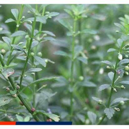 Cây cam thảo đất khô 500g HB180