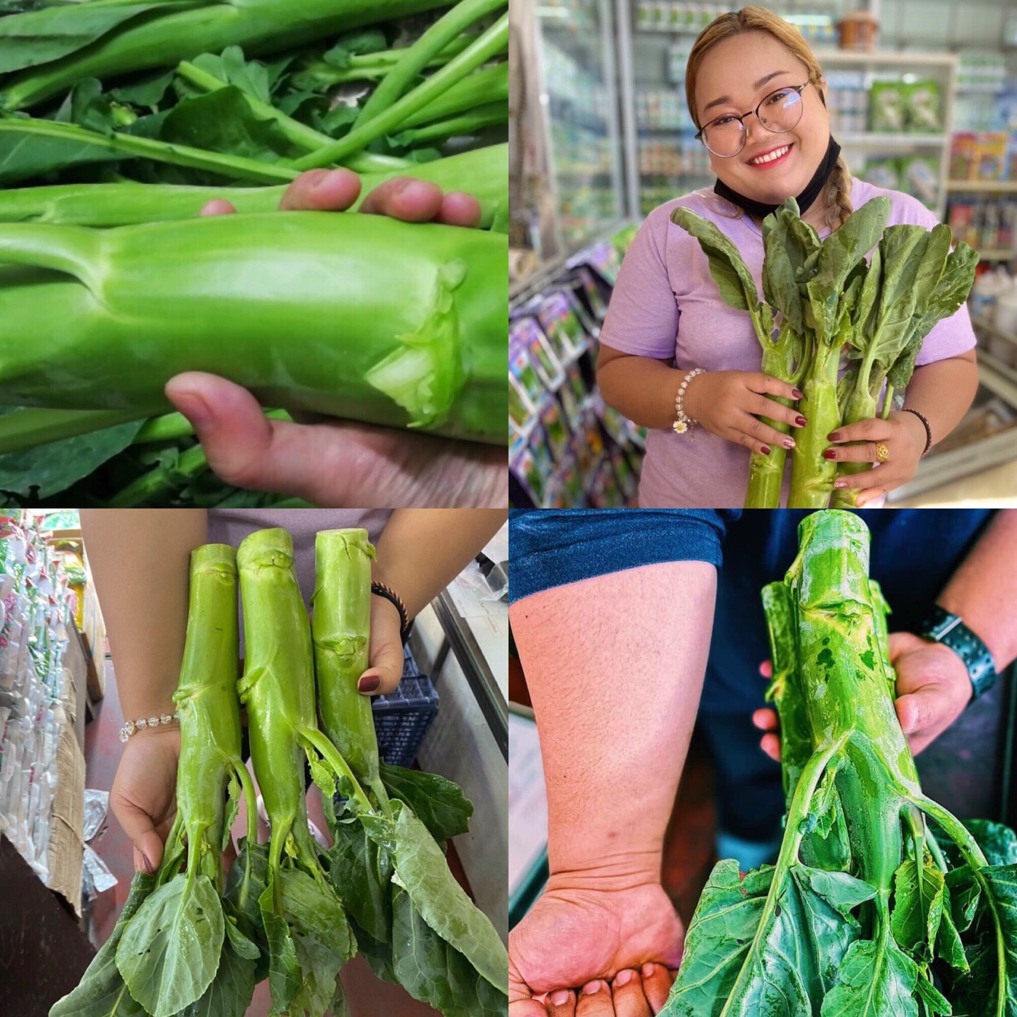 Hạt giống cải ngồng làn thái lan
