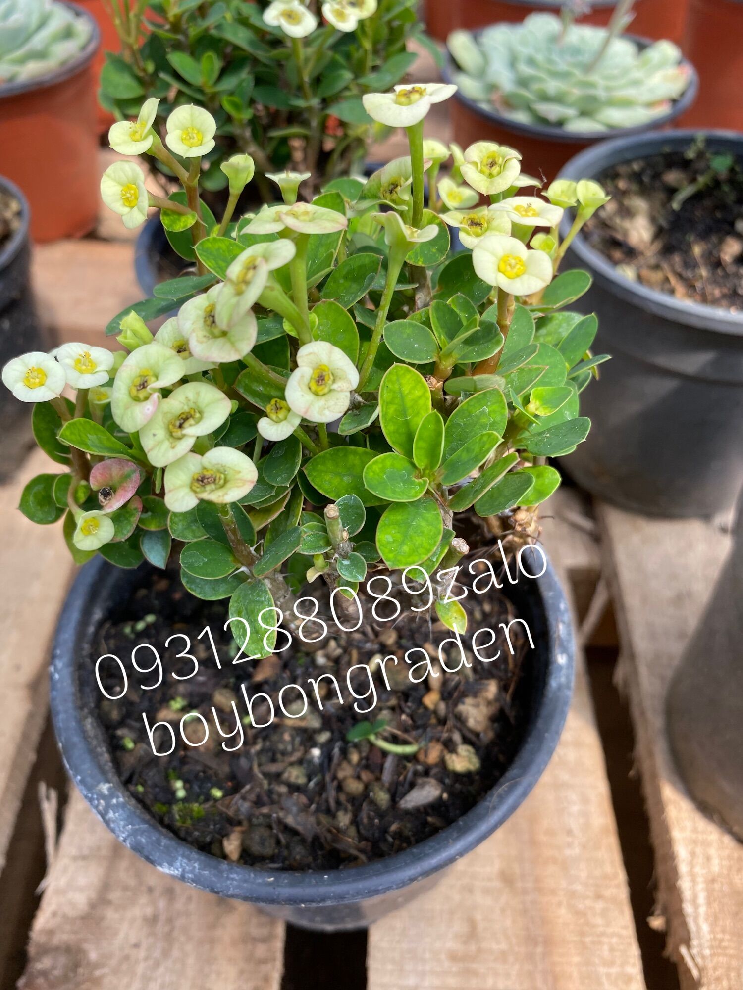 Cây xương rồng bát tiên hoa trắng