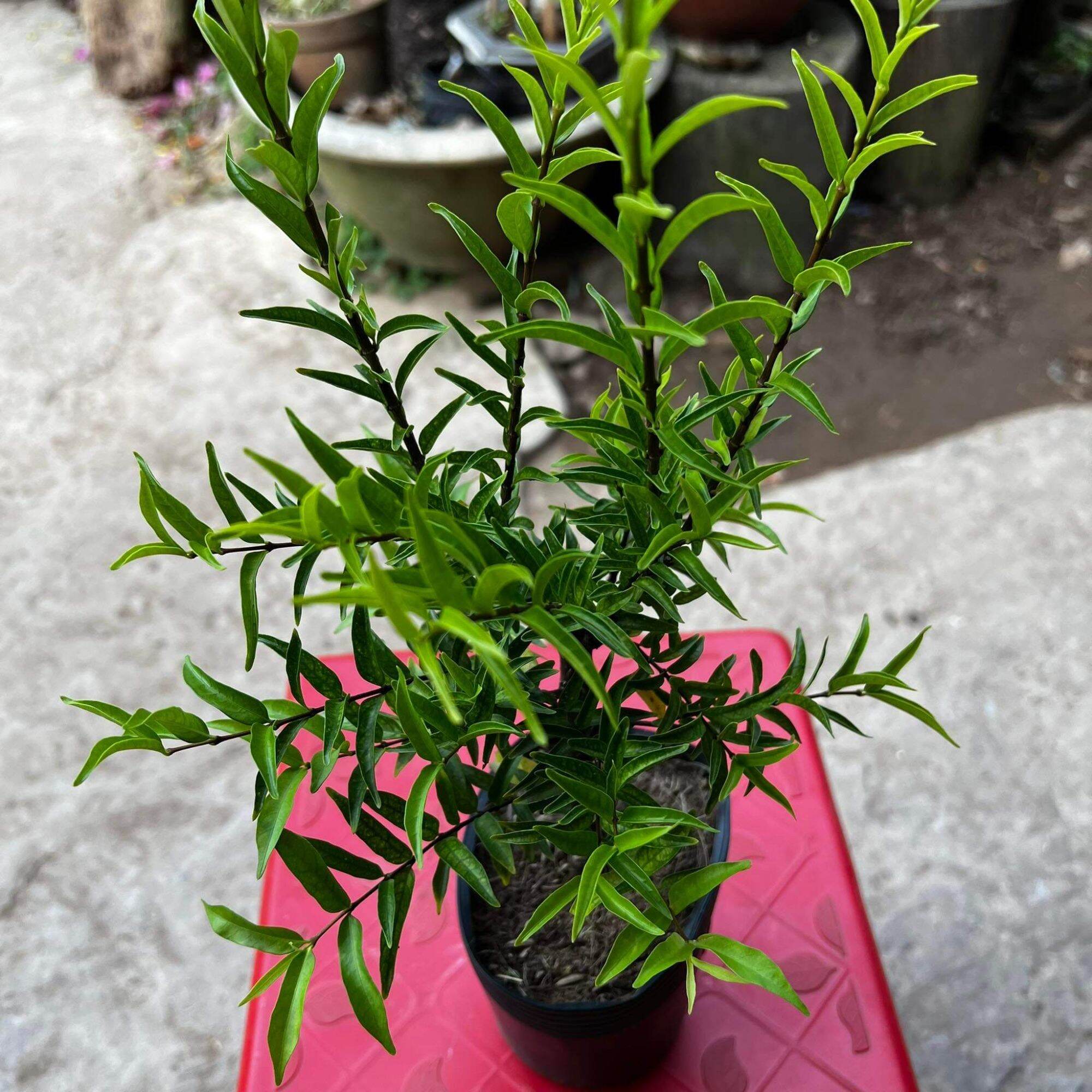 Cây Mai Chiếu Thủy