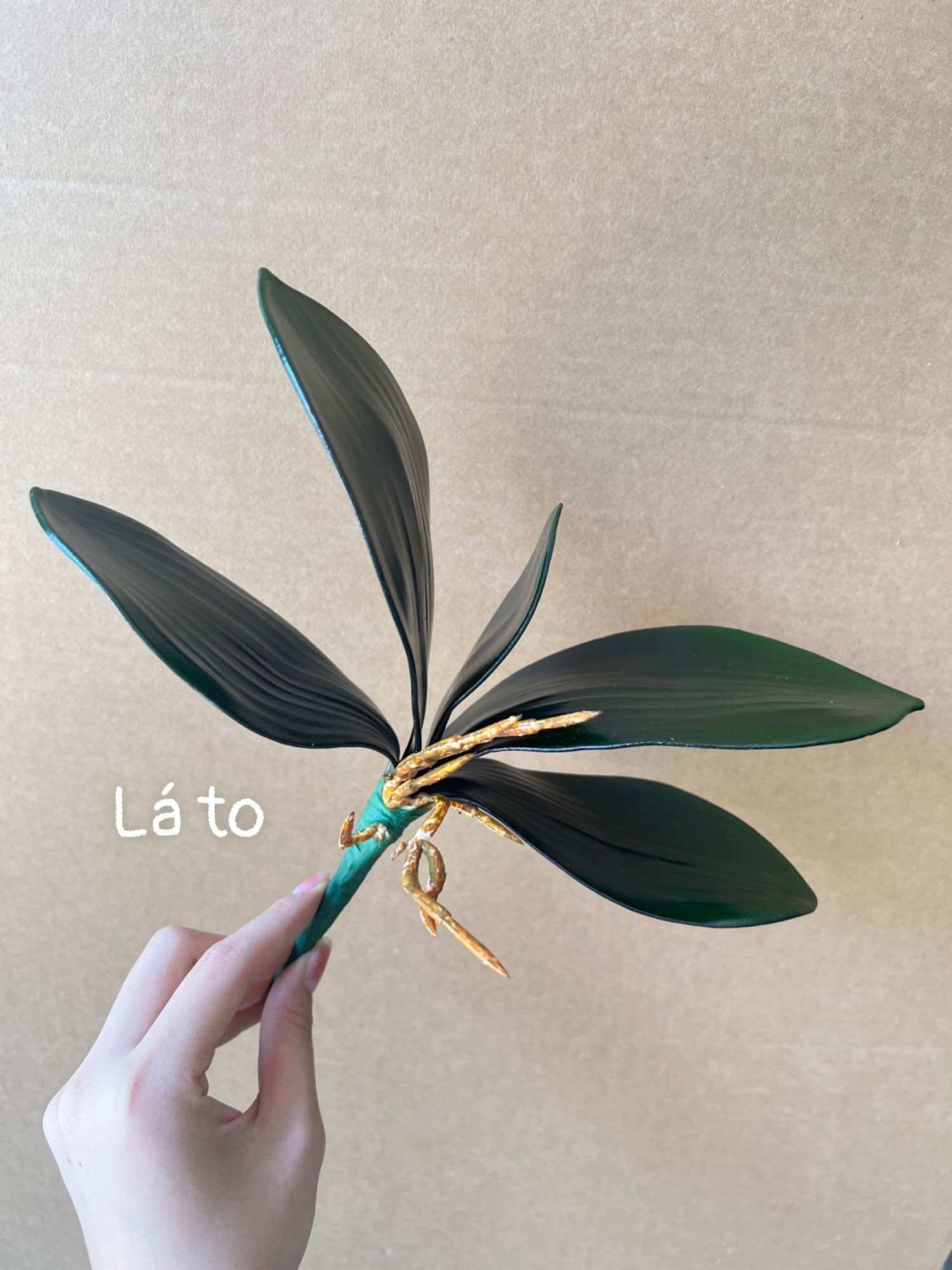 Gốc lan, lá lan cao su hồ điệp cao cấp