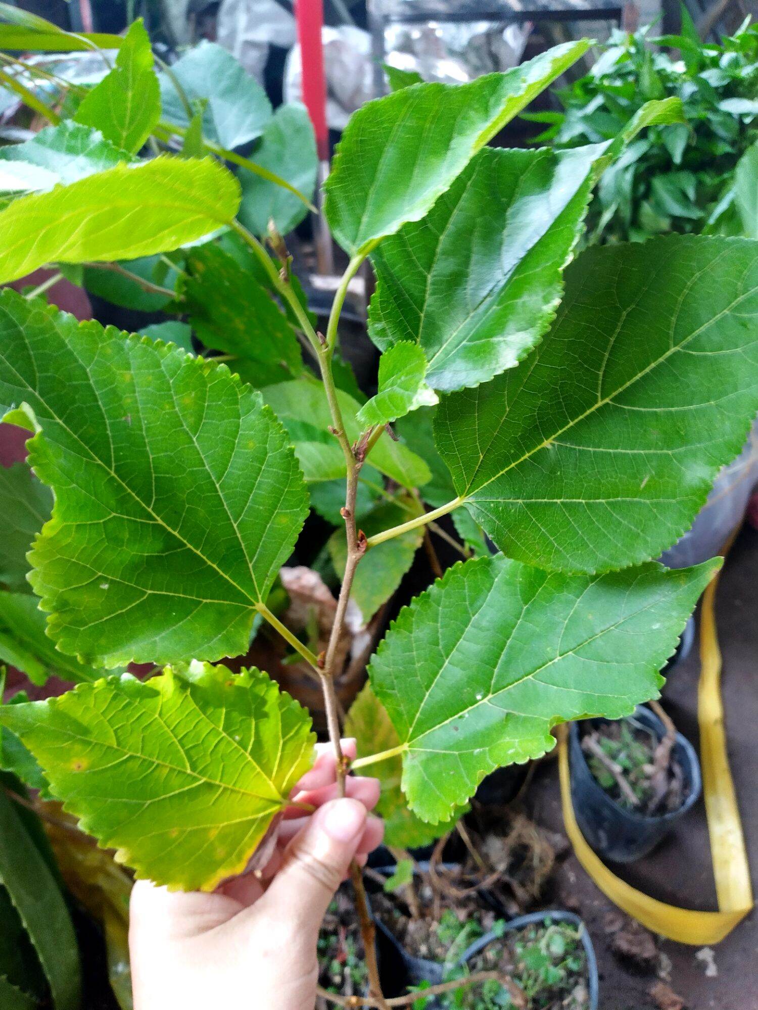 Cây Dâu Tằm Đà Lạt trái to, ngọt