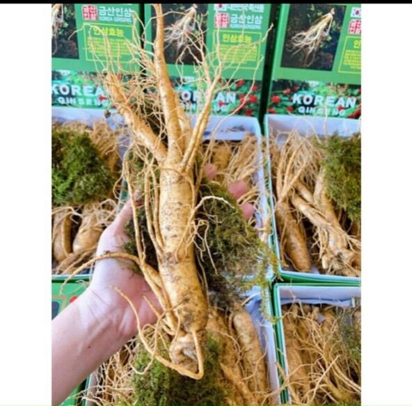 Nhân sâm hàn quốc size 12-15 củ /1kg tách bán lẽ 1 củ- 1 gói 1 củ