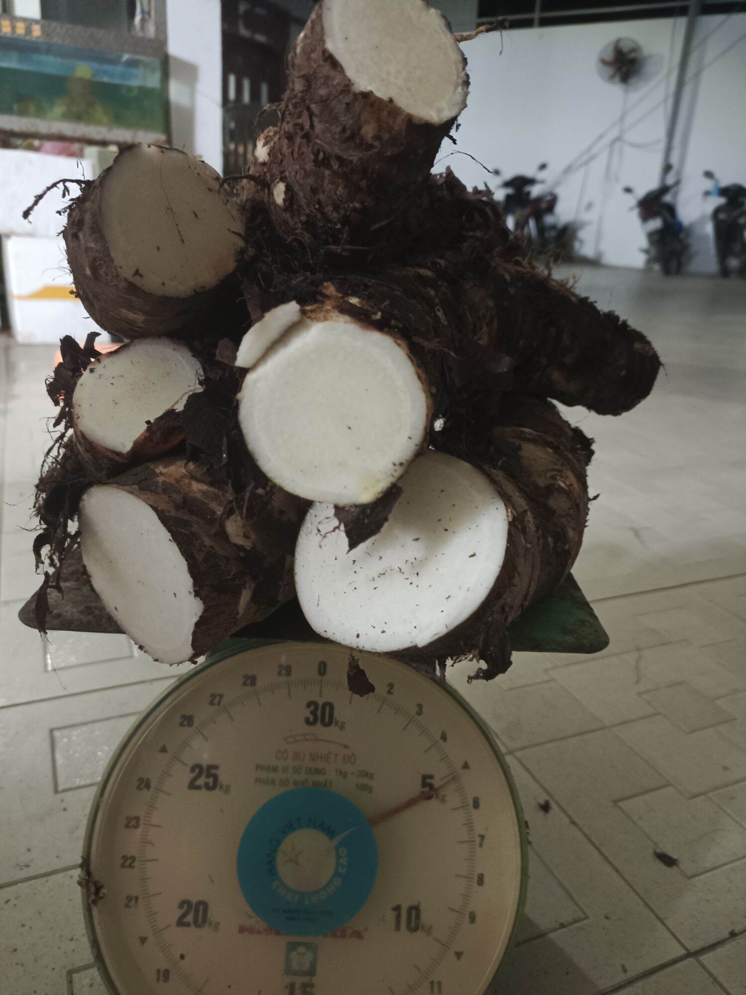 CỦ BẠC HÀ NÚI ở An giang chính gốc 10 kg.