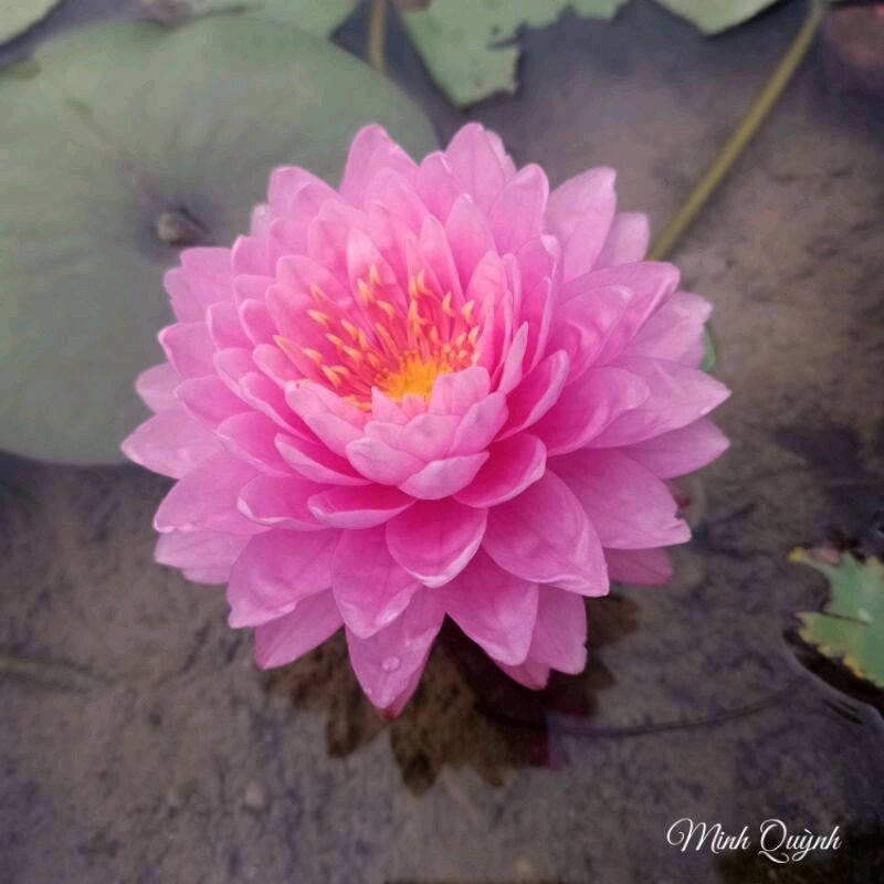 Hoa súng Thái hồng kép Wilmorat (chỉ giao miền Nam)