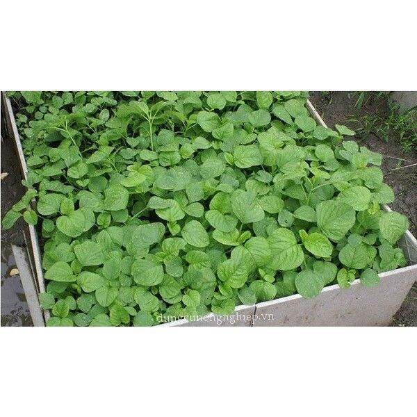 Phân Bón Đạm Magie Nitrate Thiên Bình (gói 1kg) - VTNN Bắc Từ Liêm