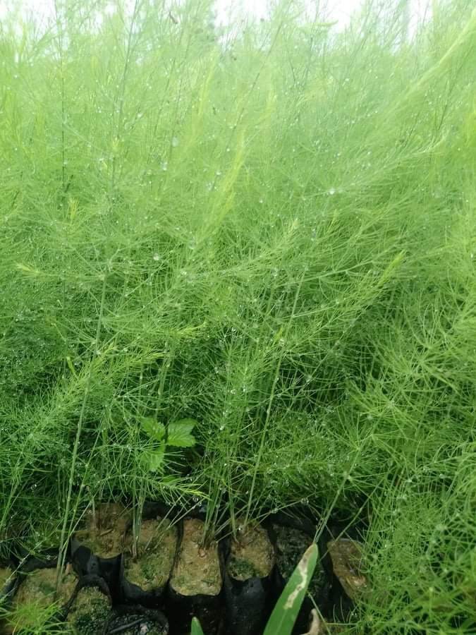 cây măng tây con làm giống(10 cây)