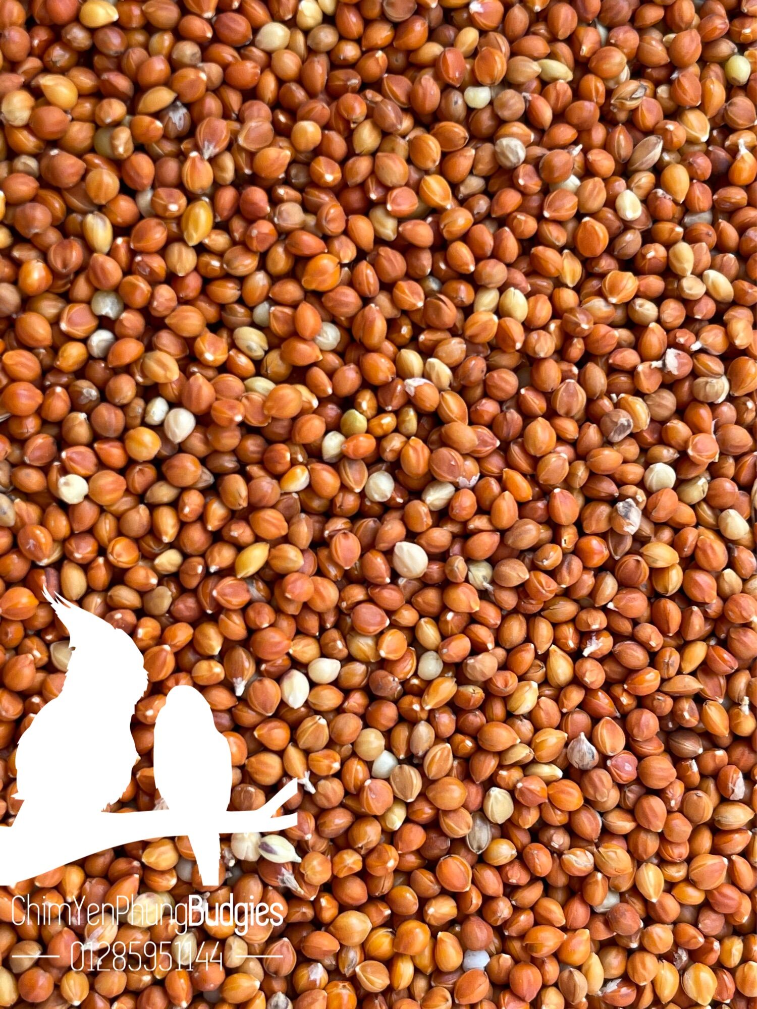 300g kê đỏ nhỏ cho chim cảnh.