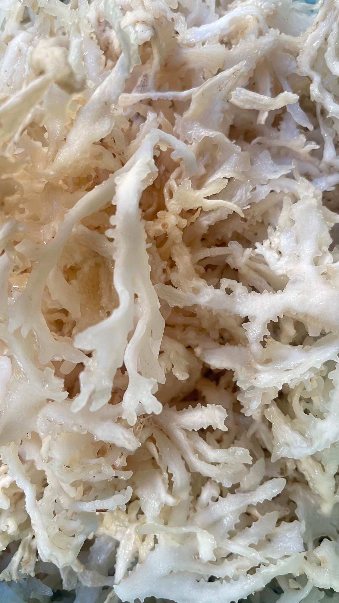 Rau câu chân vịt tui 500g
