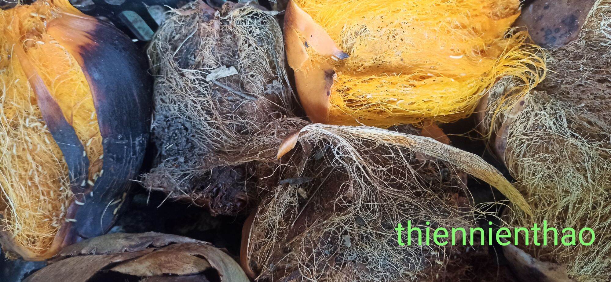 3 hạt thốt nốt làm giống