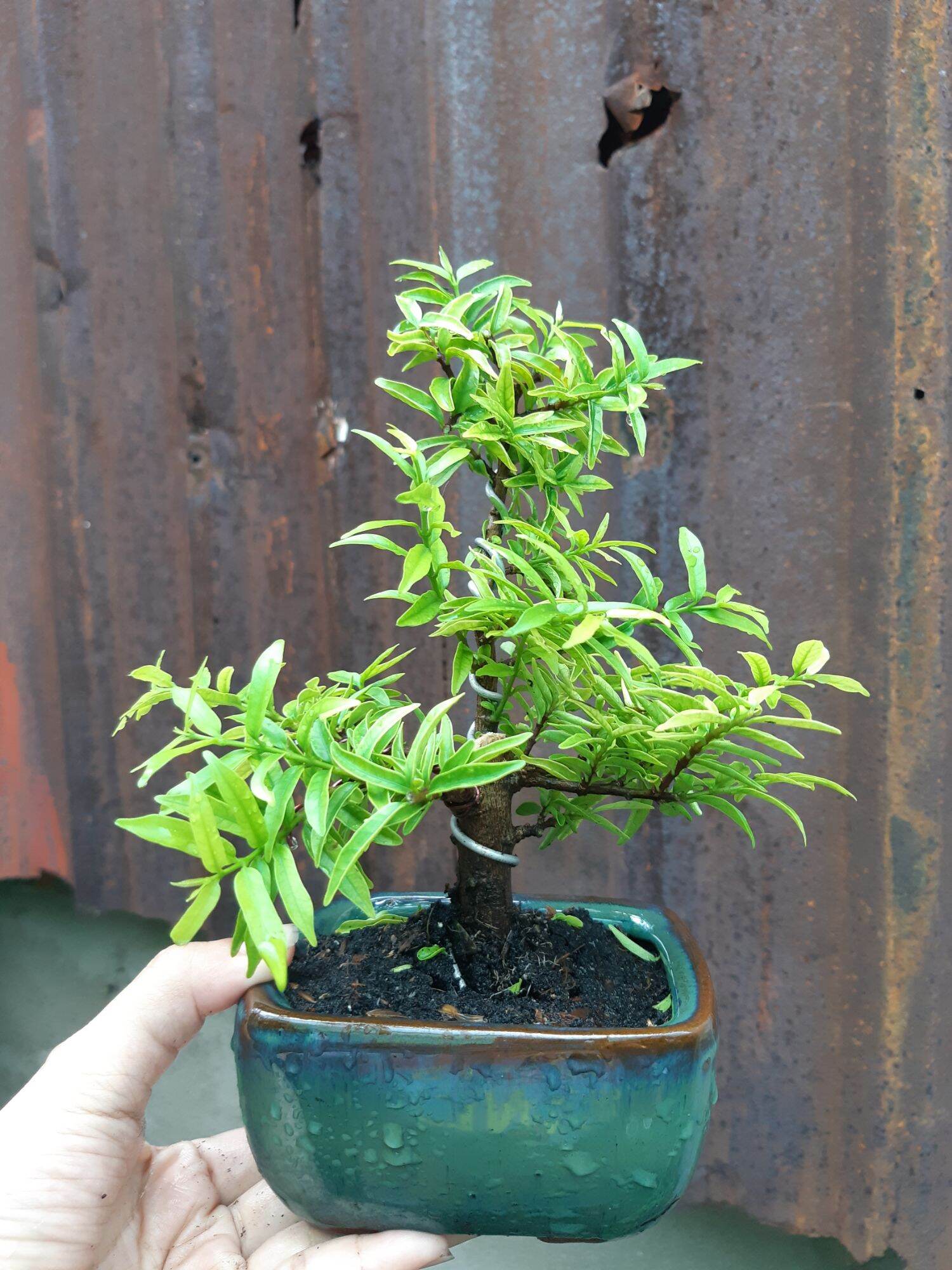 Mai chiếu thủy bonsai mini SIÊU BÔNG TẶNG CHẬU
