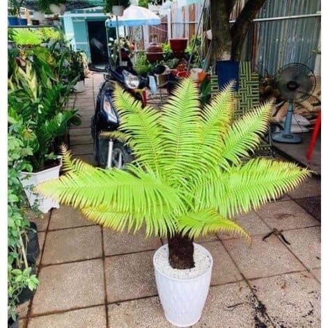 Cây dương xỉ cổ đại  thân gỗ  size nhỏ