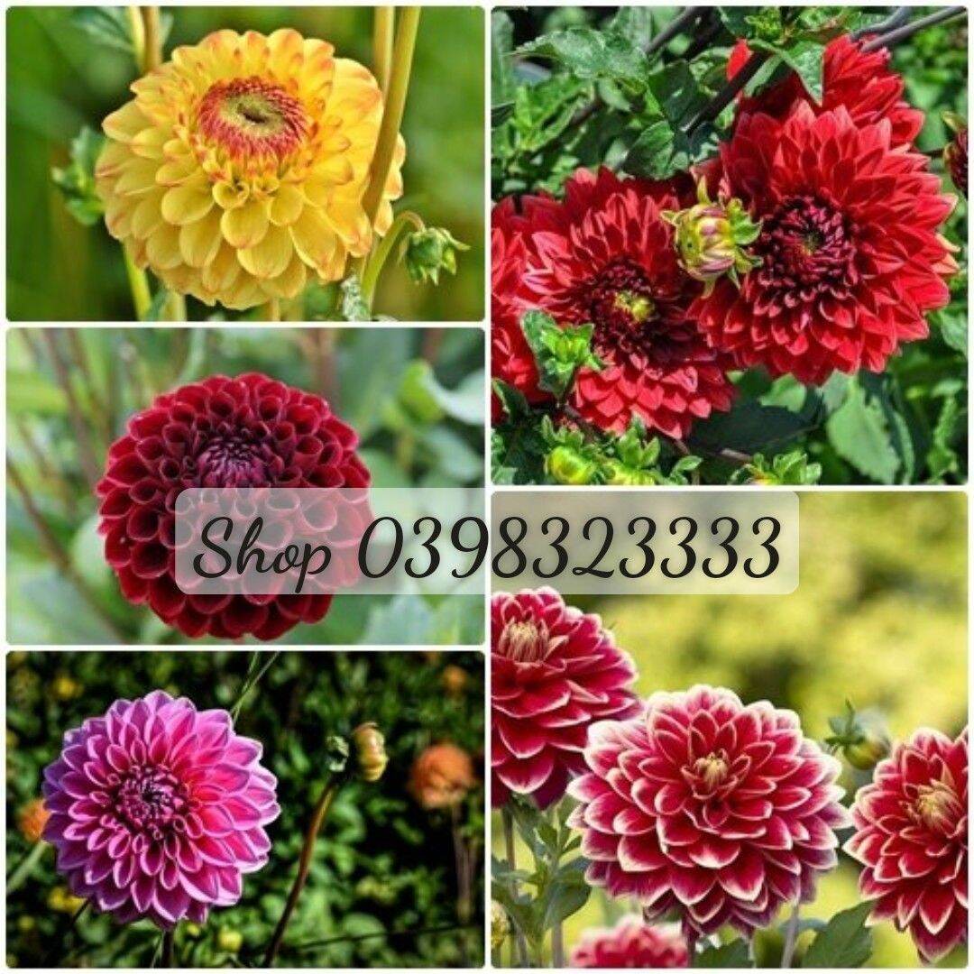 Cây giống hoa thược dược