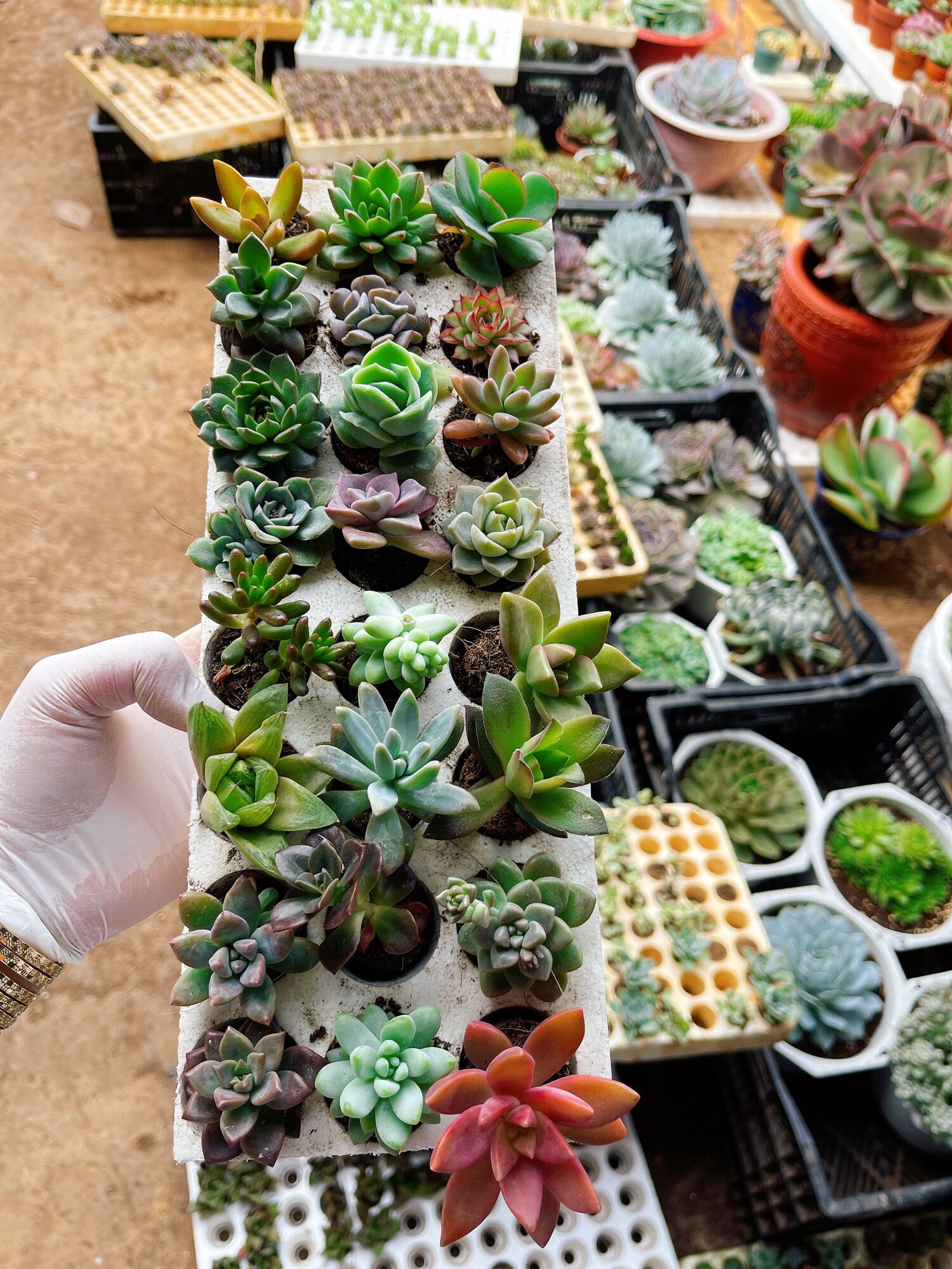 Combo 32 cây sen đá radom ngẫu nhiên