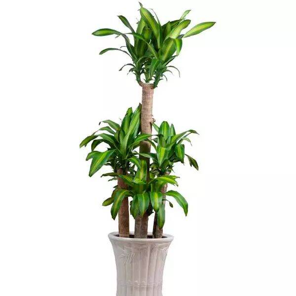 thiết môc lan  ( thần tài ) khúc giống nhỏ dài 40cm