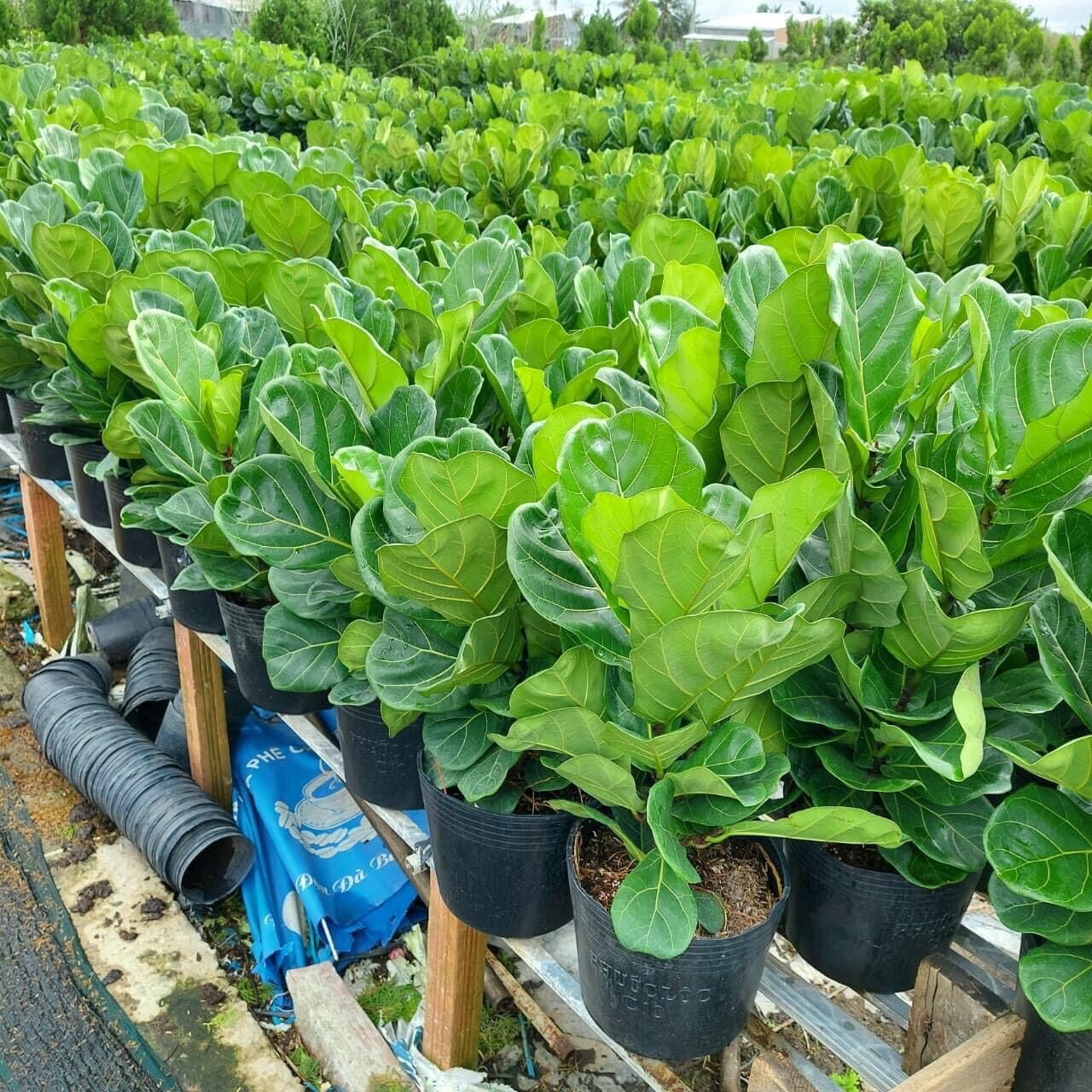 Cây bàng Singapore một thân